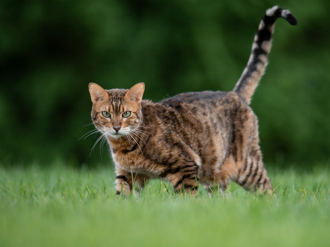 Katzenrassen