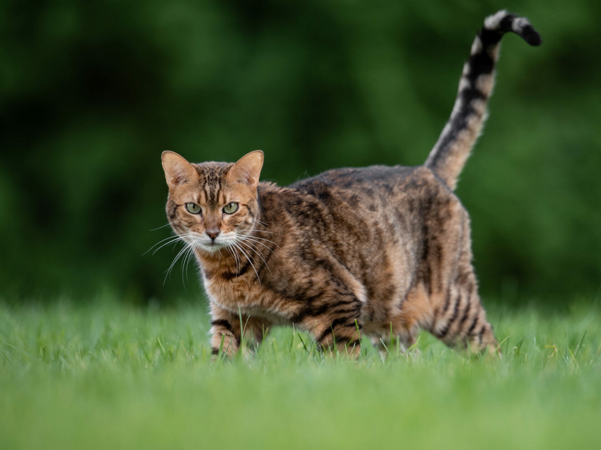 Katzenrassen
