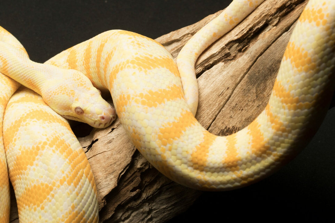 Albinos