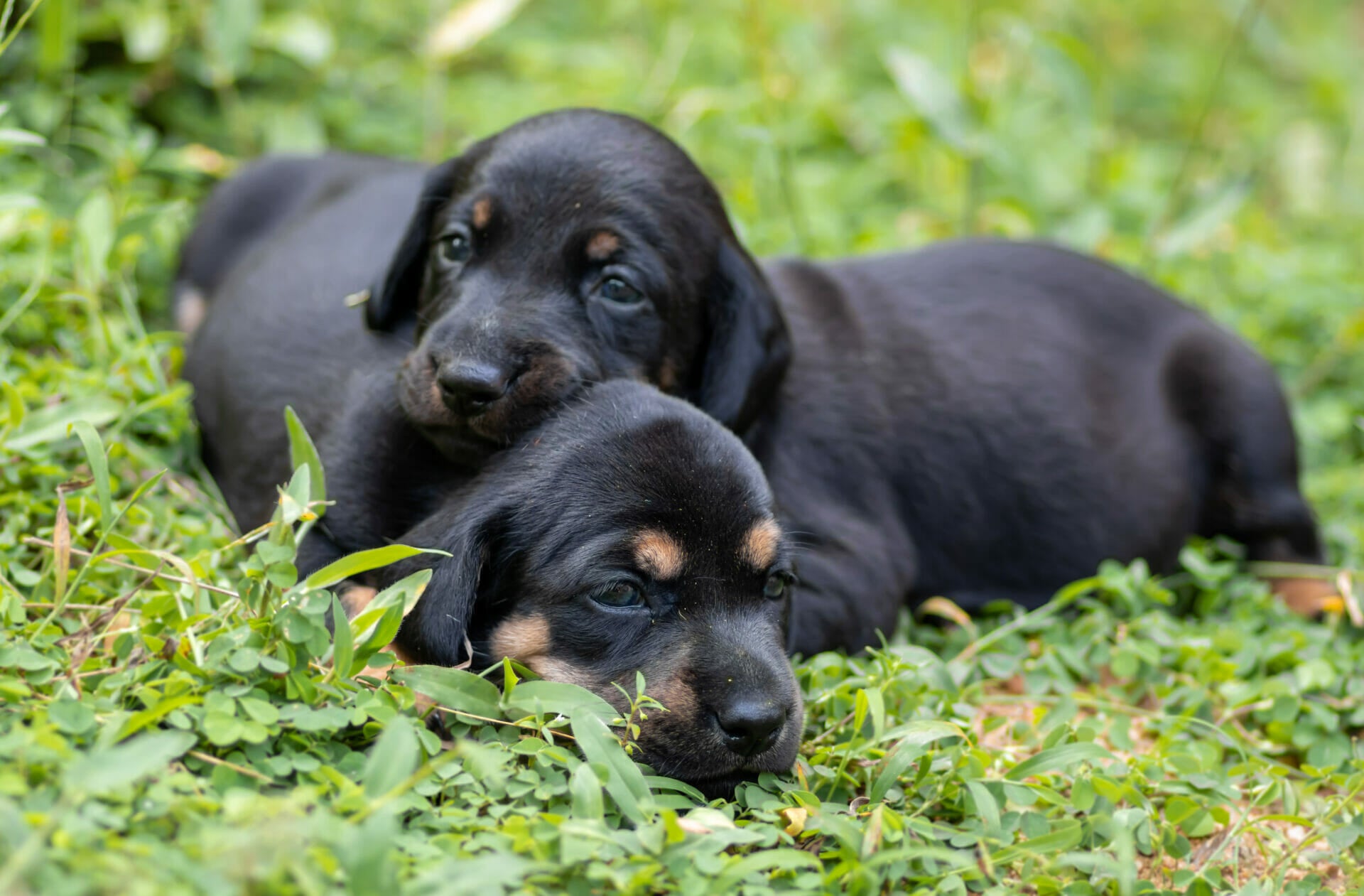 Wissen Hunde das die Geschwister sind