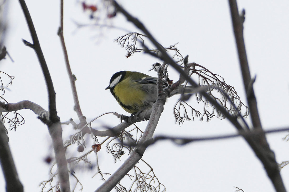 Wintervögel