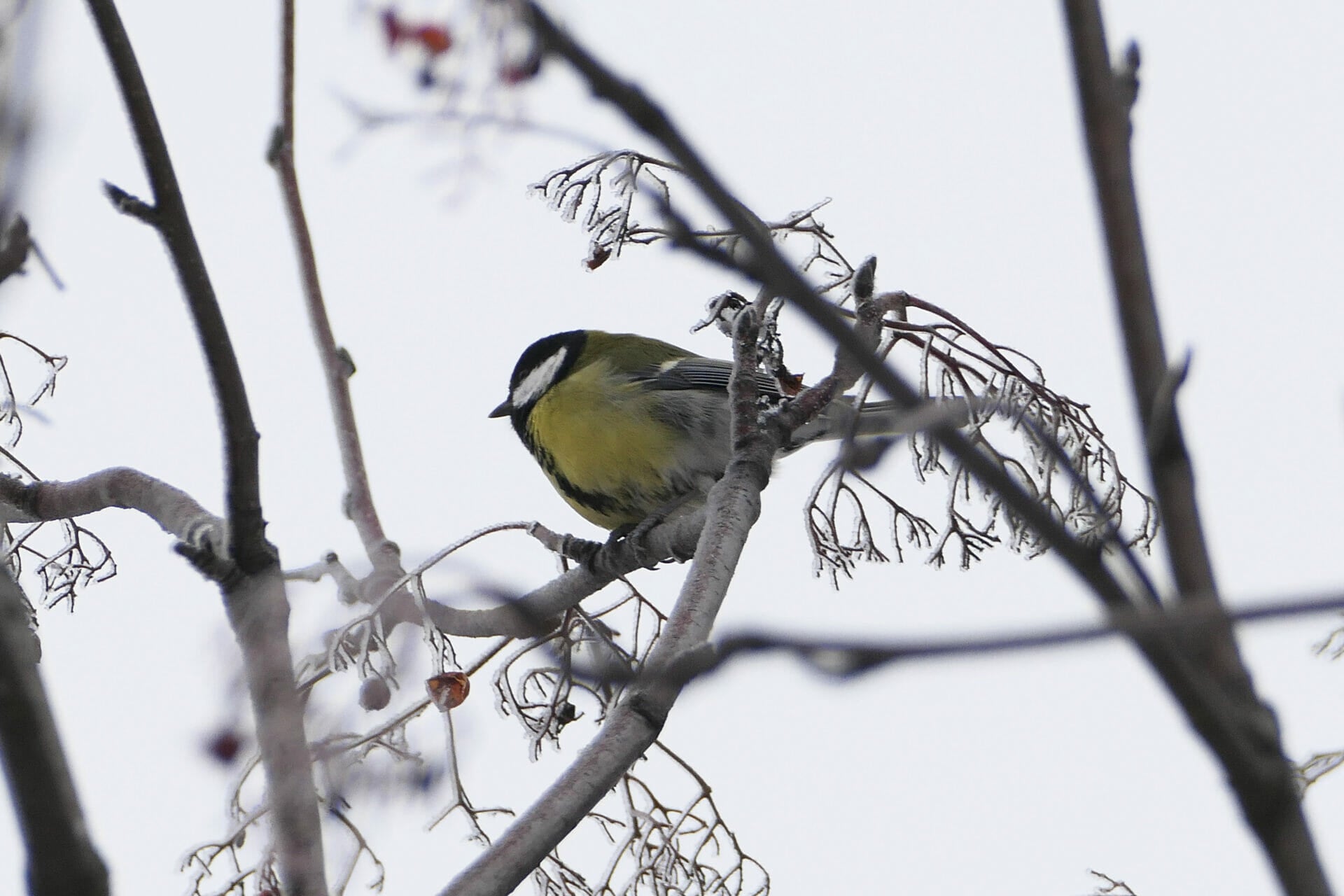 Wintervögel
