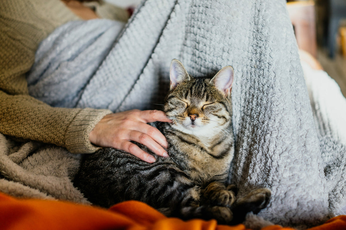 Highlander Katze
