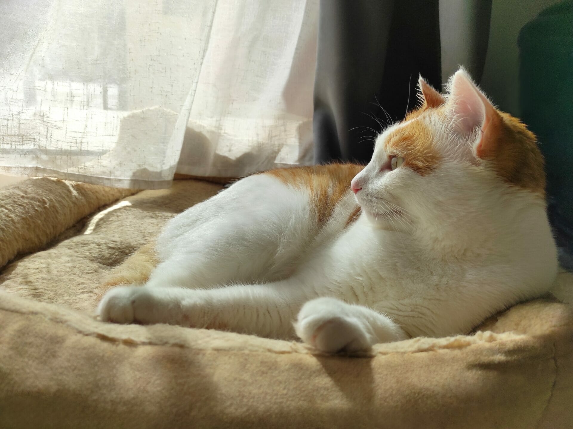 Kater und Kater zusammenhalten