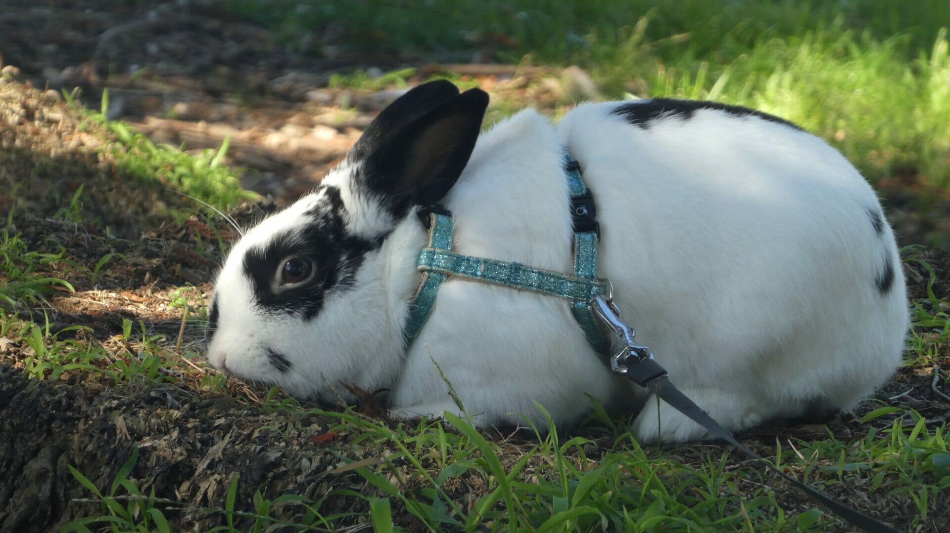 Wie viel Platz brauchen Kaninchen
