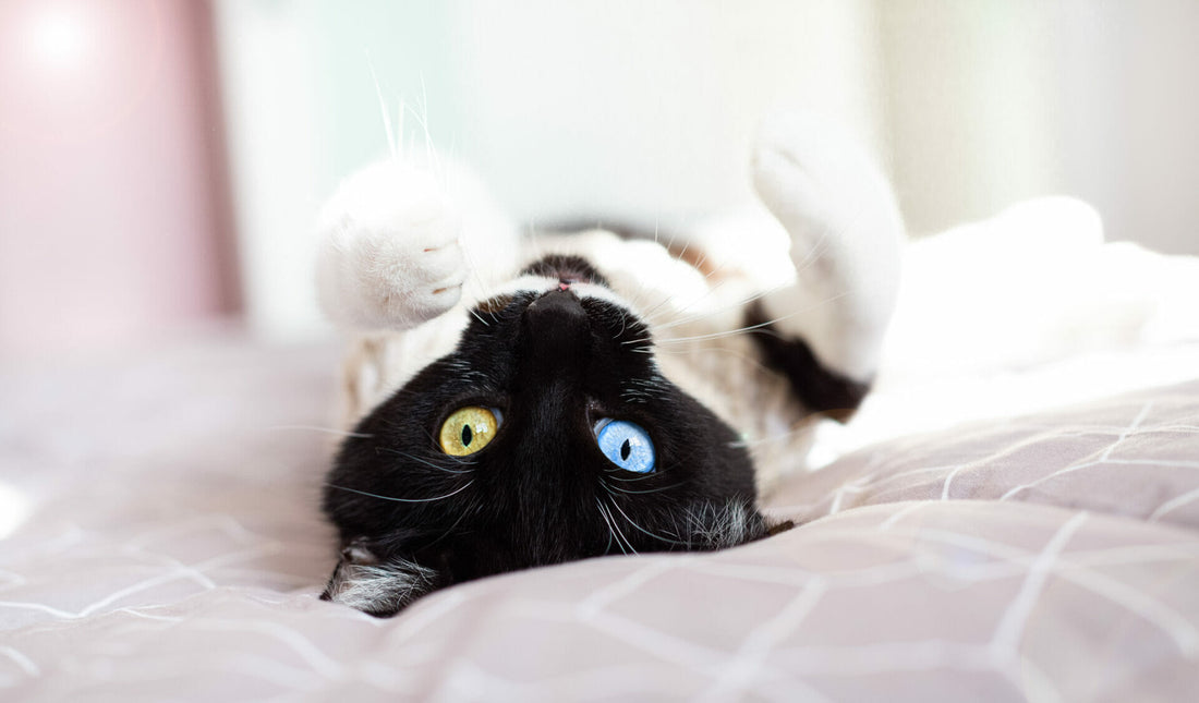 Intelligenz von Katzen