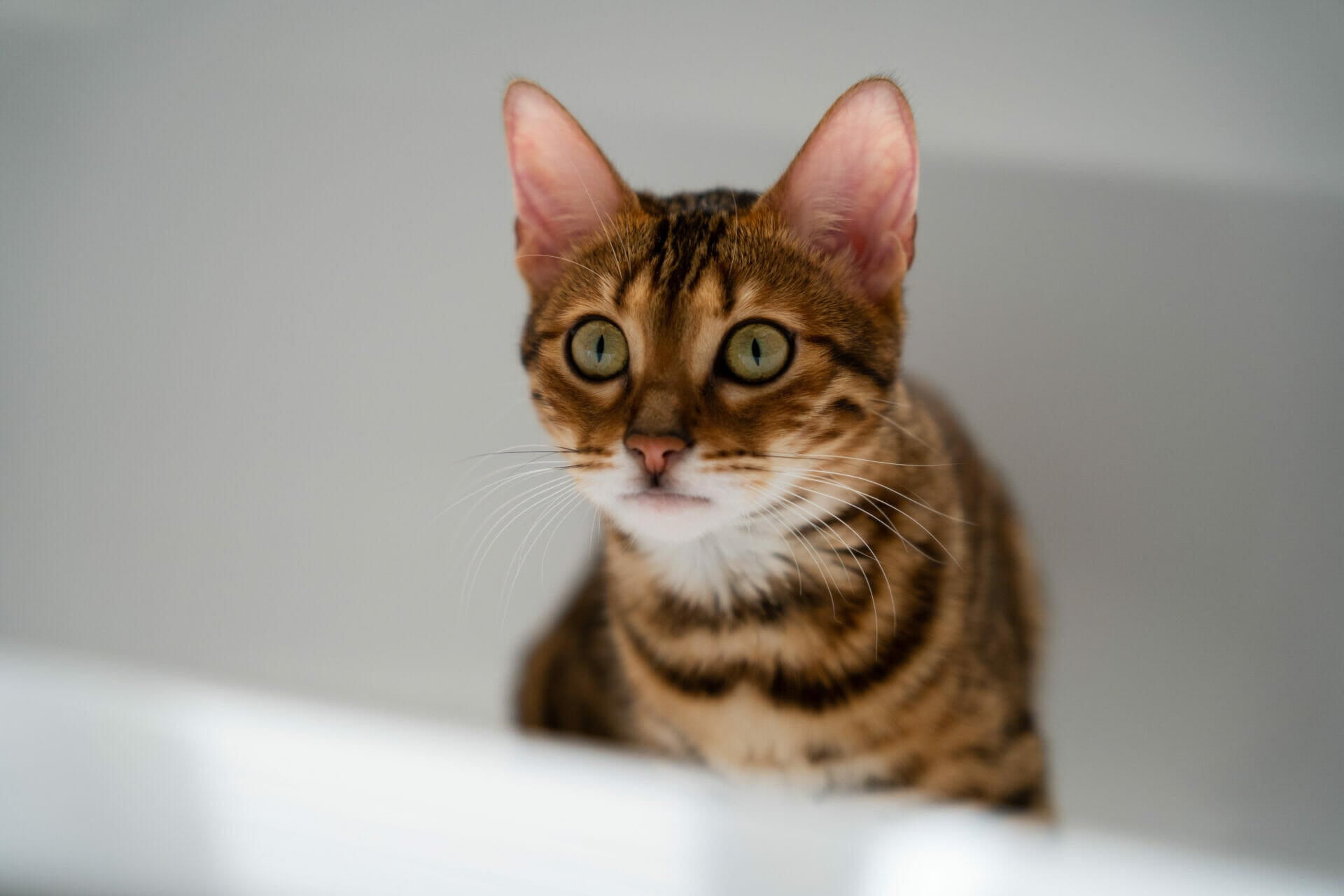 Toyger