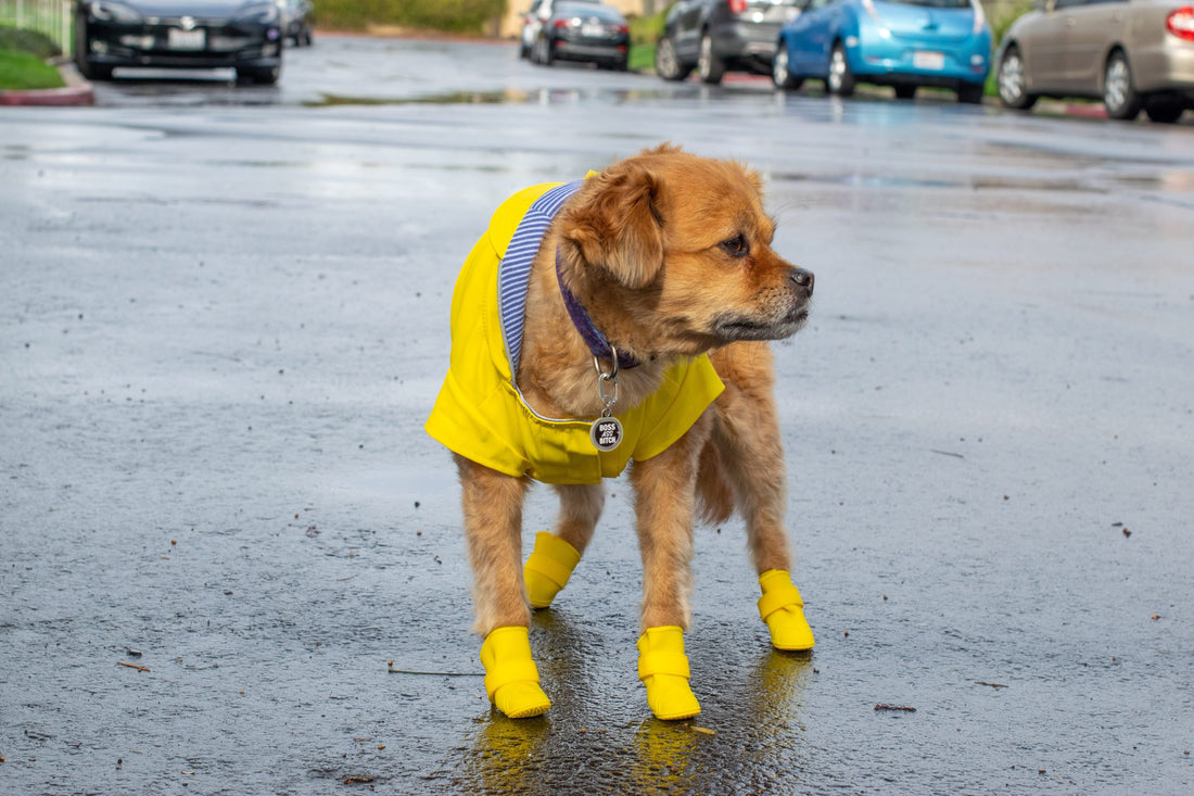 regenjacken hunde
