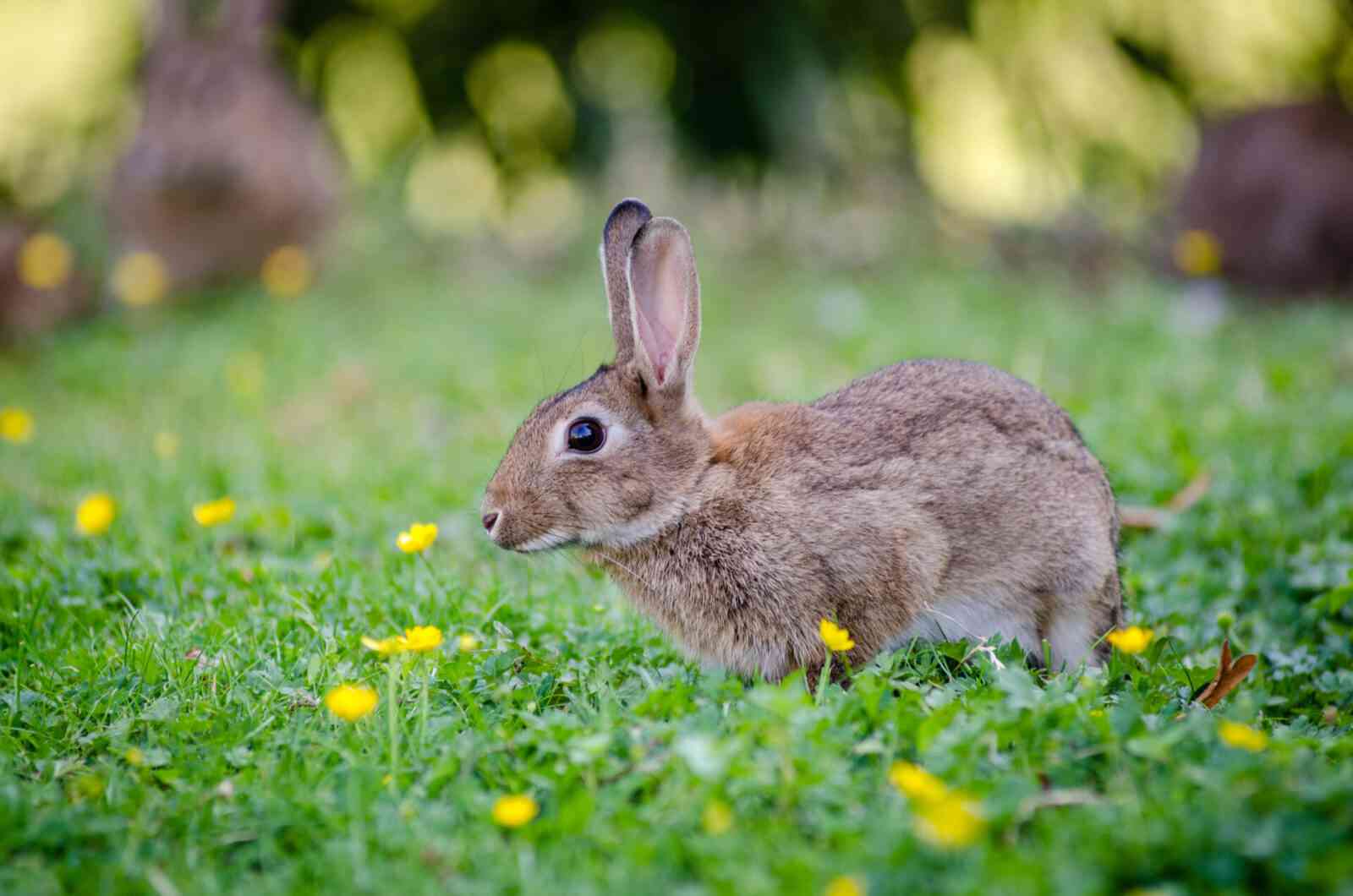 Einen kaninchenfreundlichen Garten anlegen