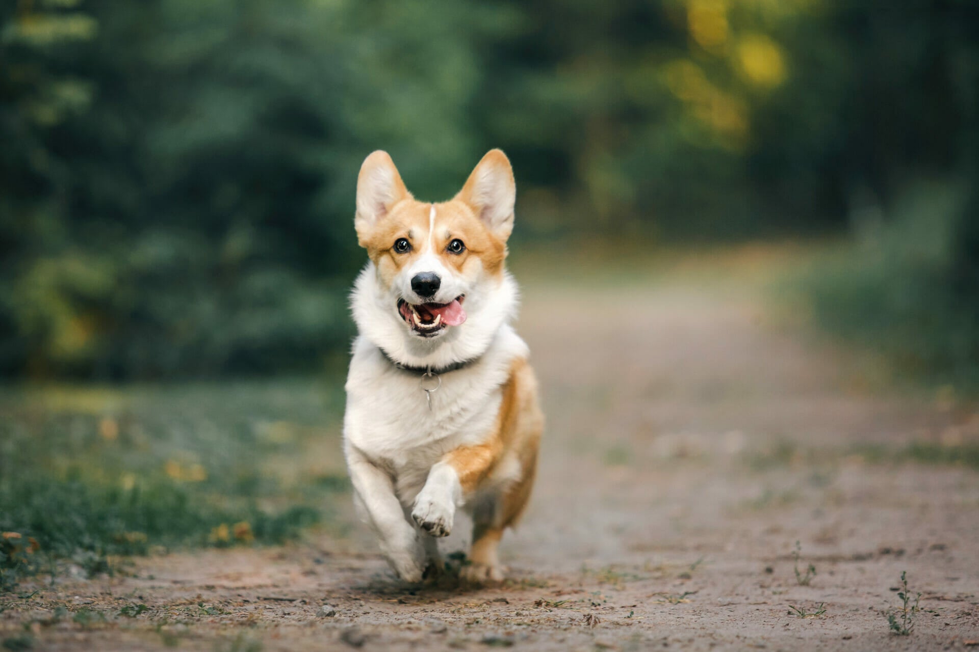 Welsh Corgi Pembroke