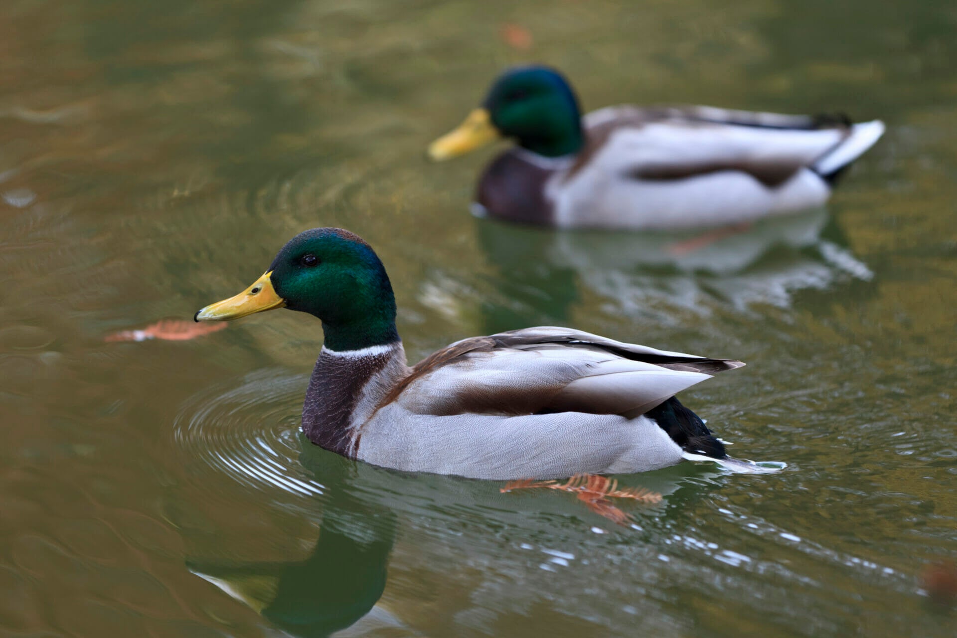 Enten