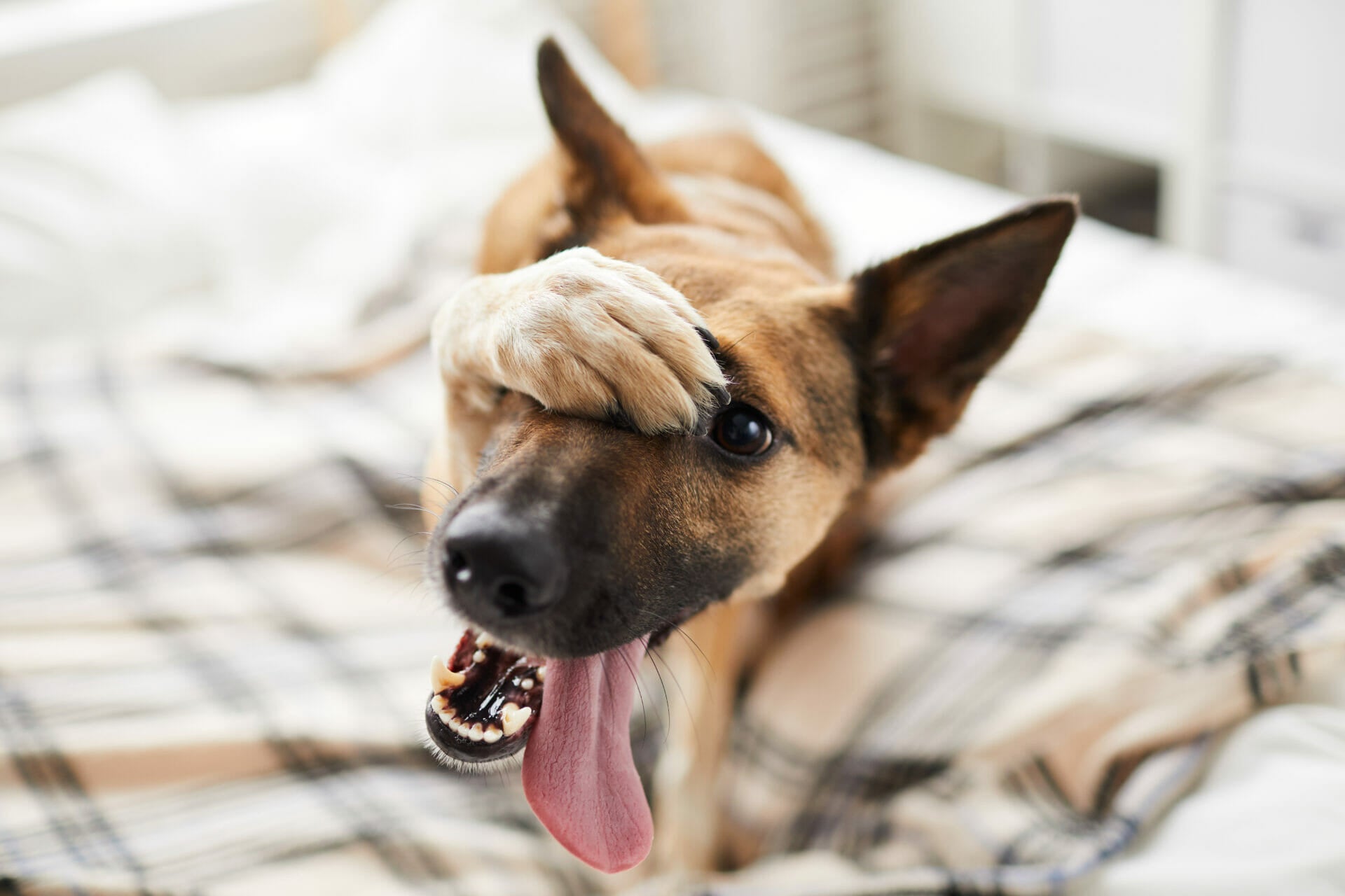 Hunde Pubertät
