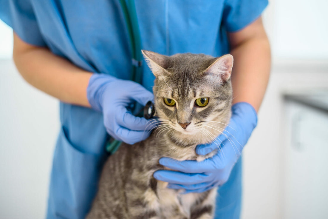 Krankheiten bei Katzen