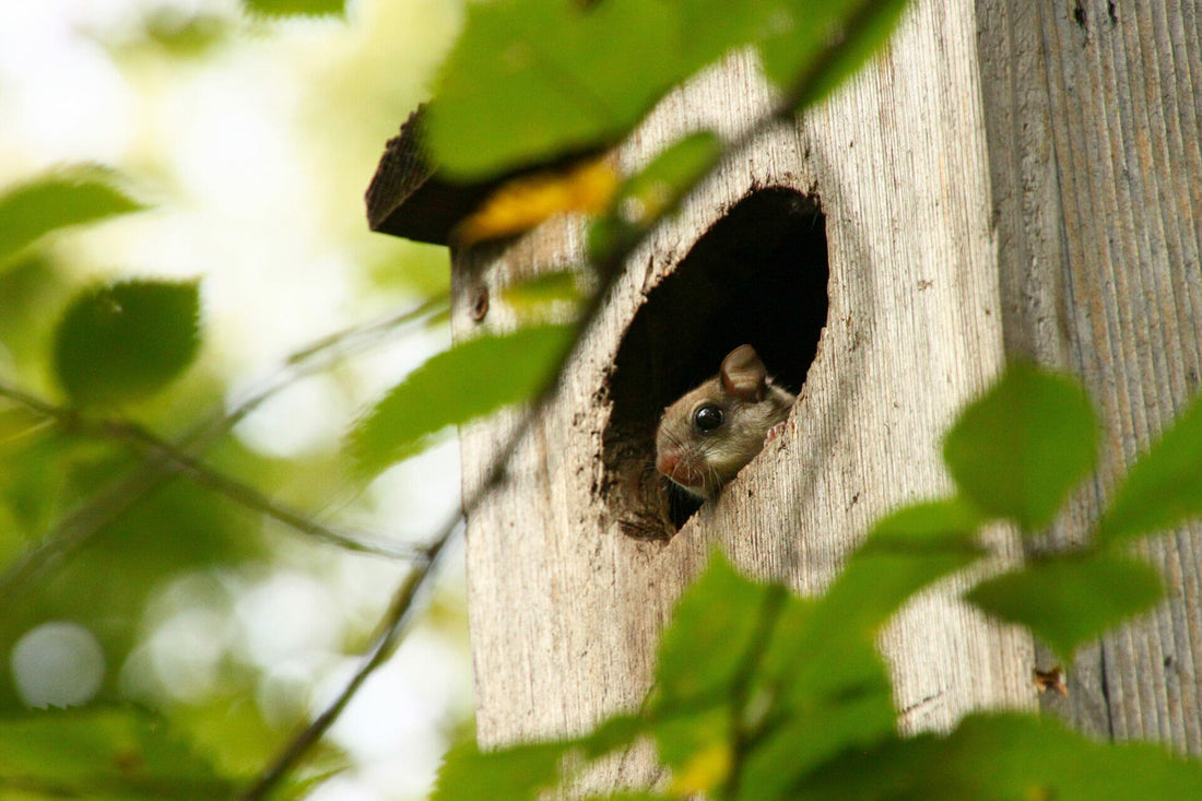 Flying squirrel