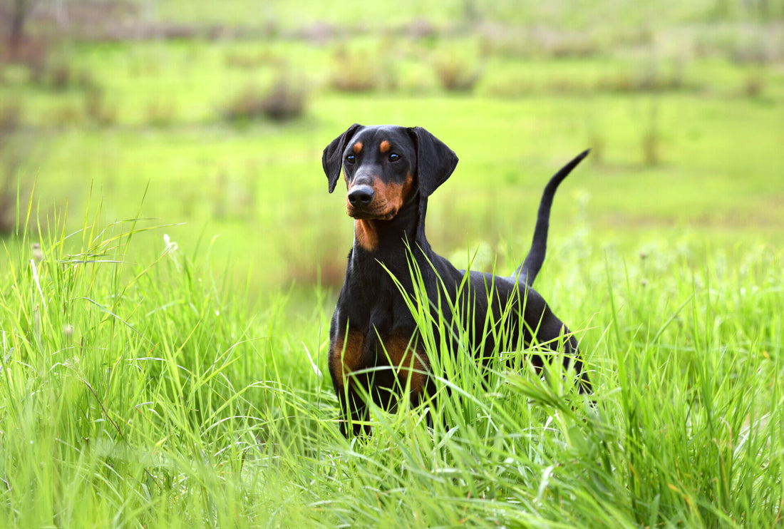 Schwanzhaltung beim Hund