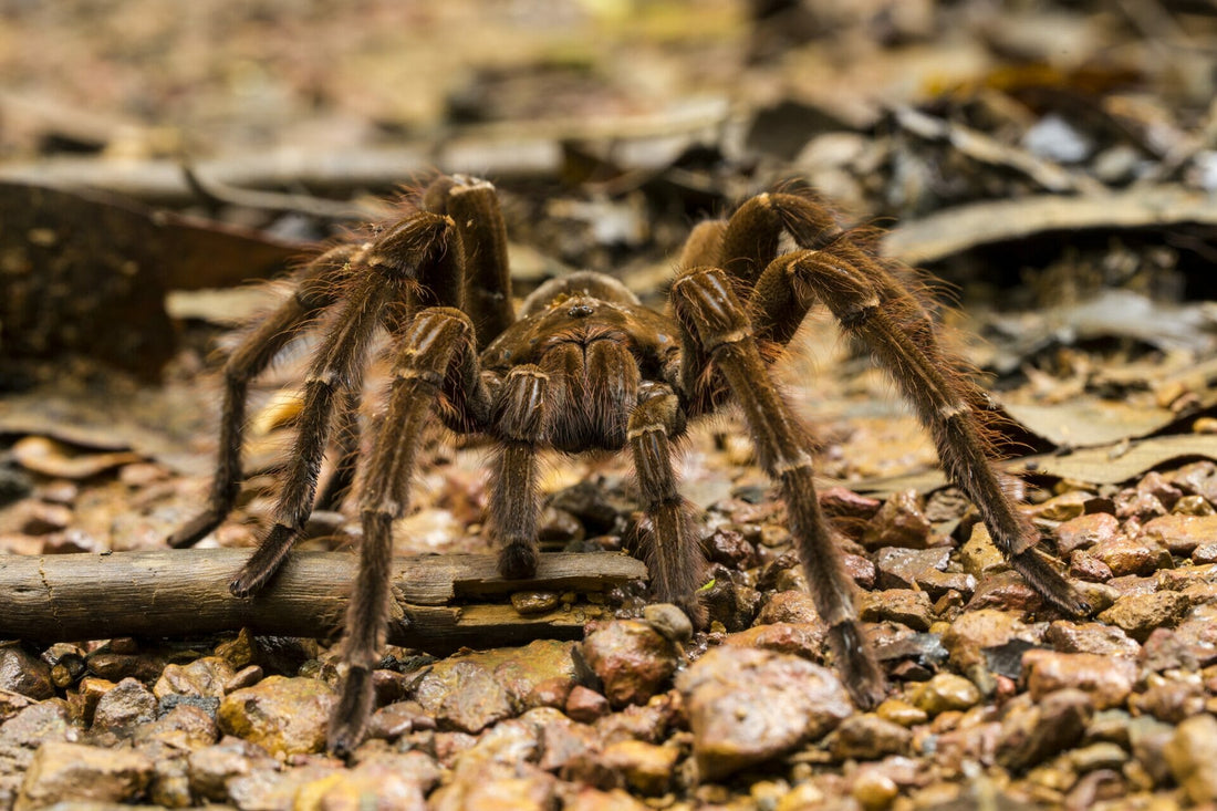 Spinne