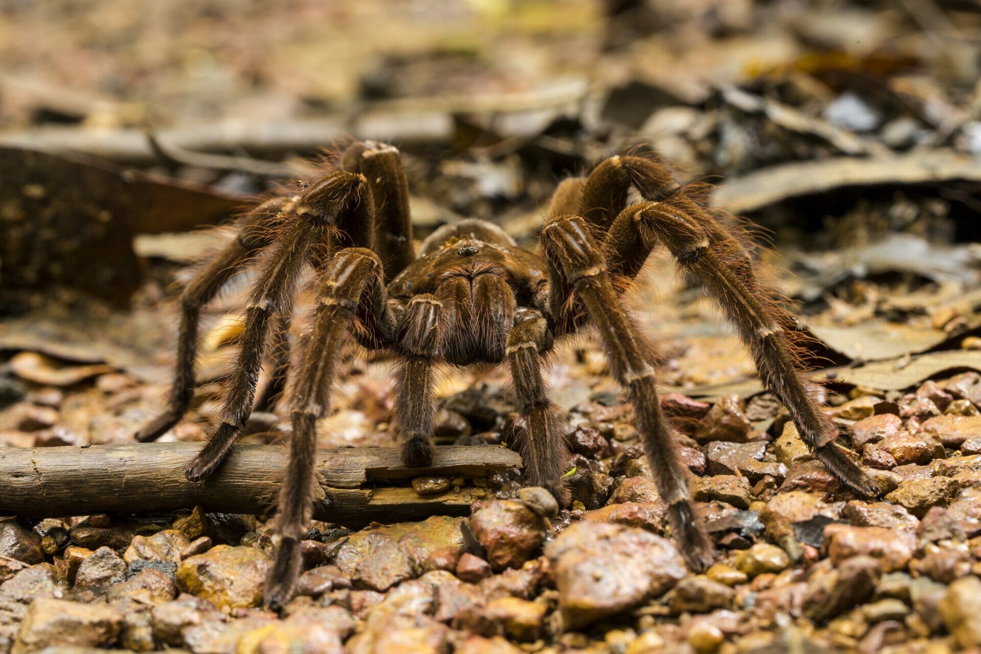 Spinne