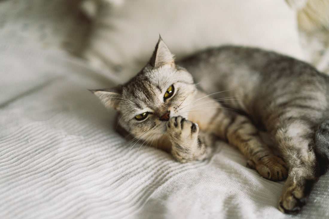 Katzen