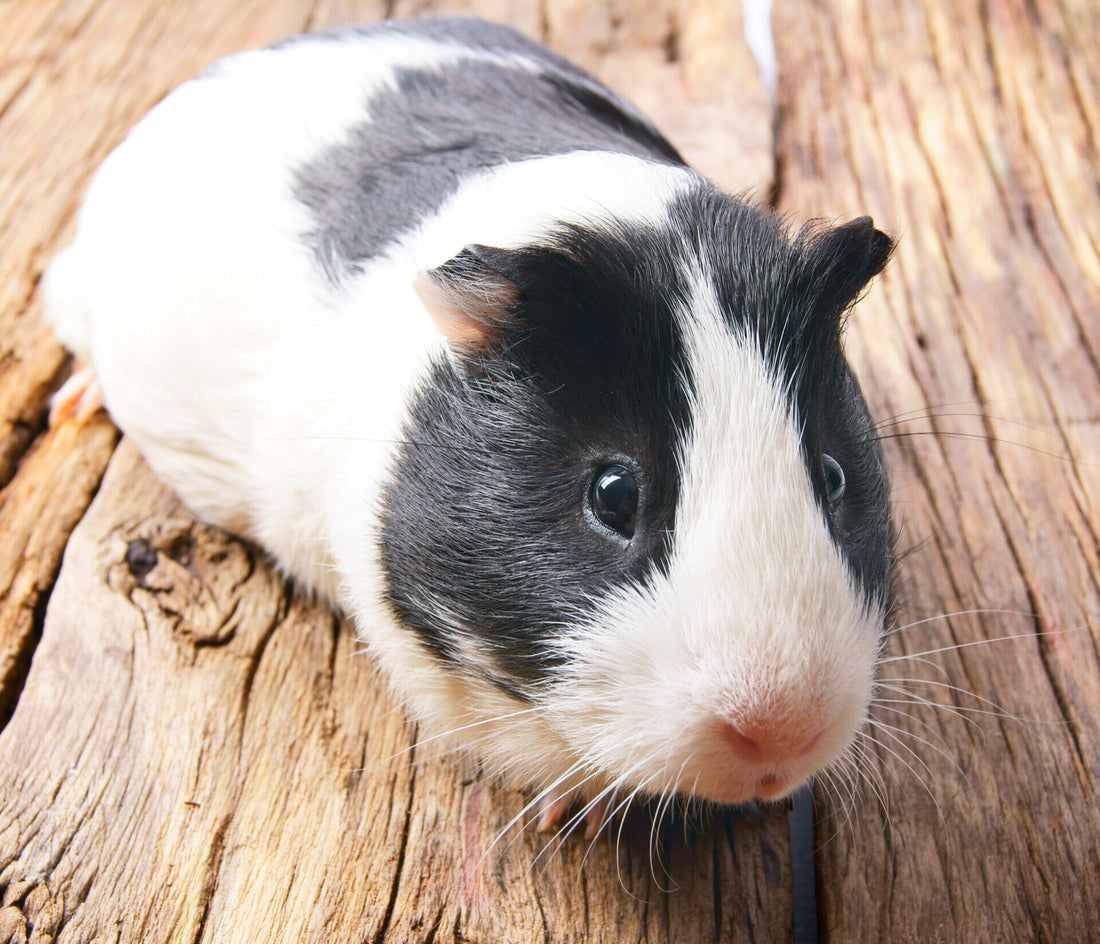 Meerschweinchen
