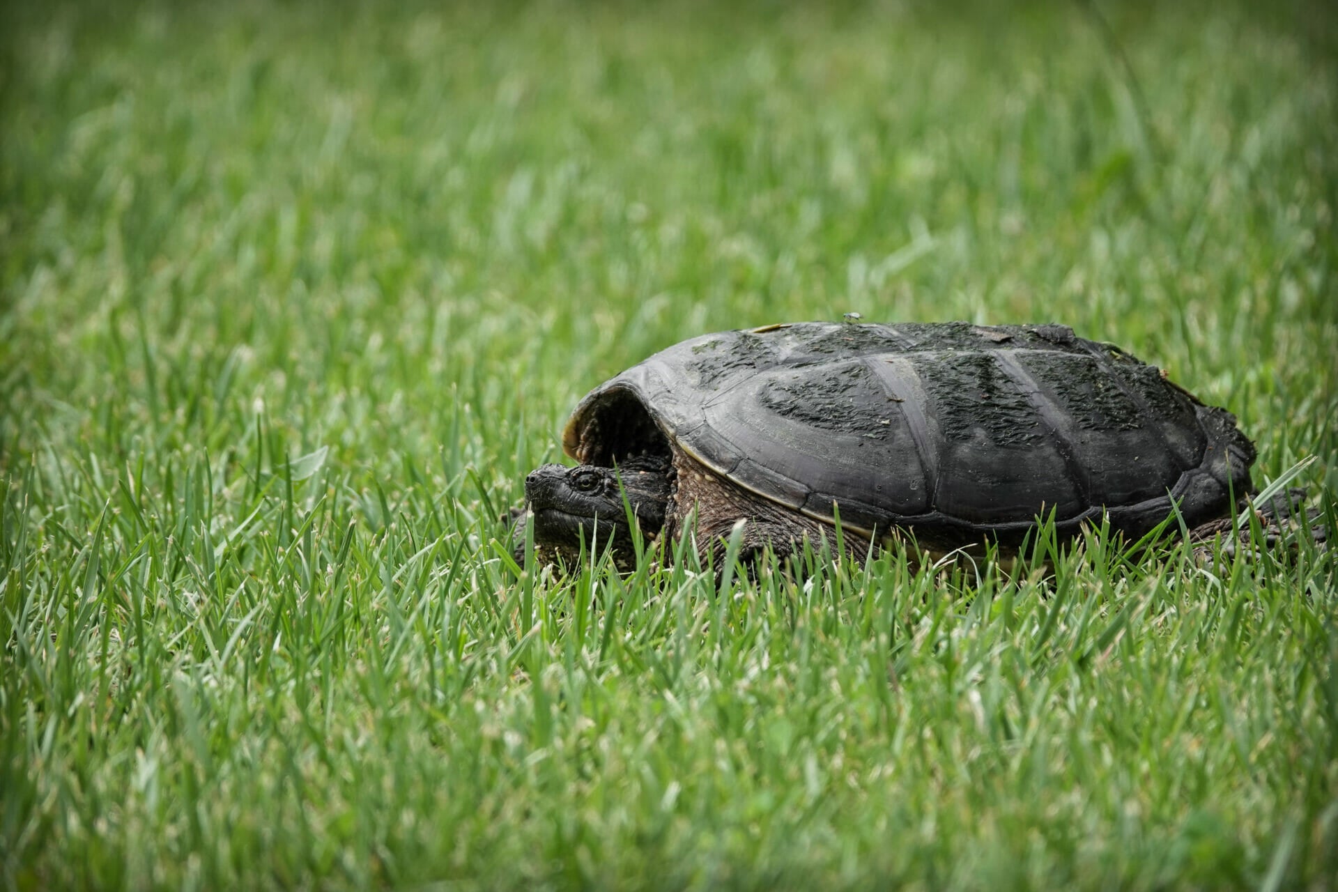Schnappschildkröten