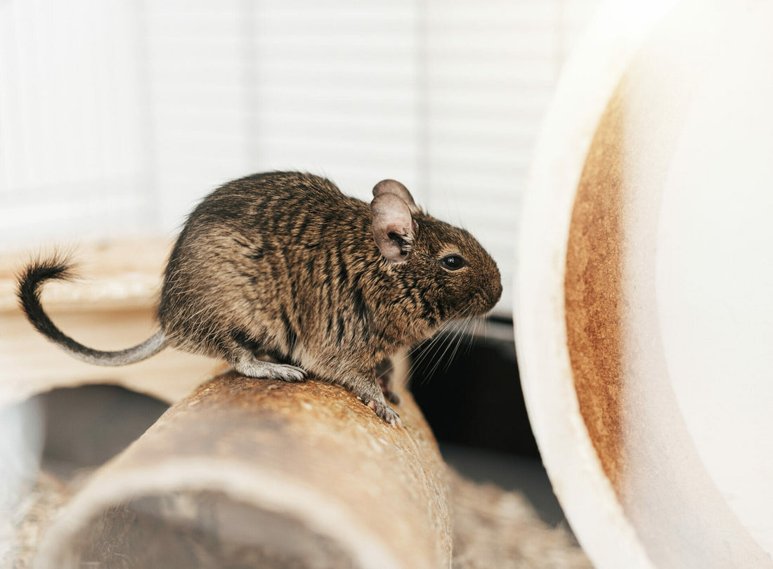 Degu
