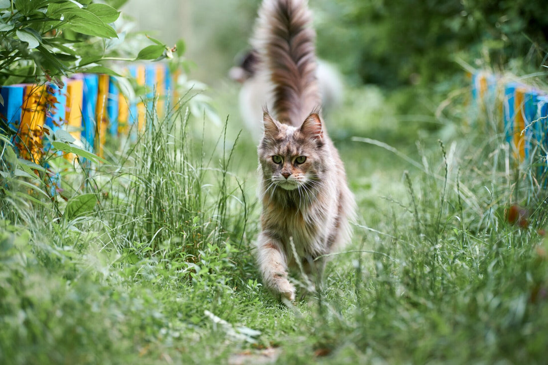 größte Hauskatze