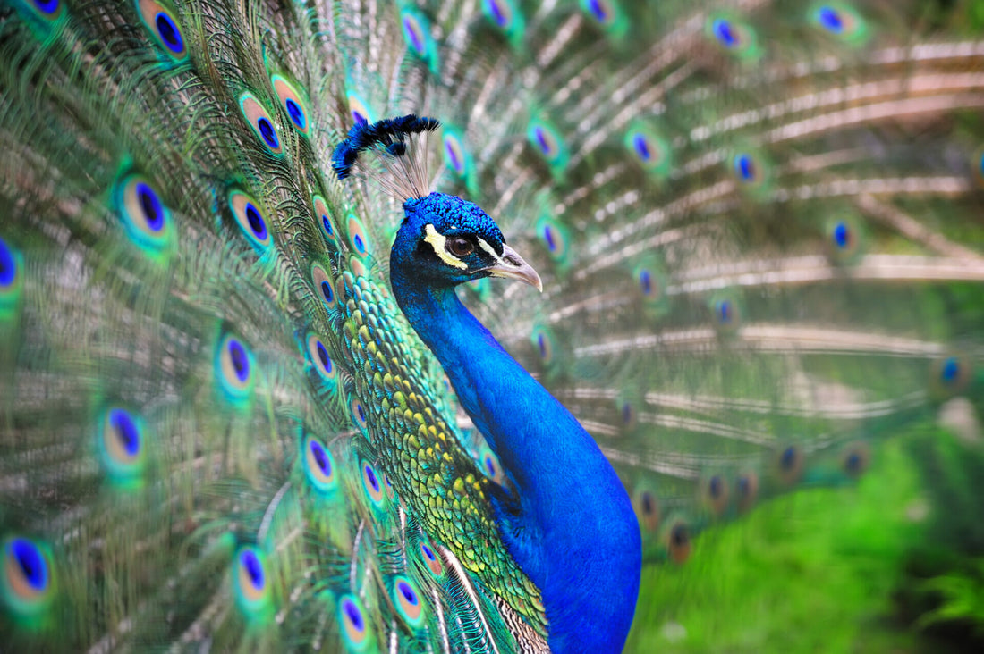 Die schönsten Tiere der Welt
