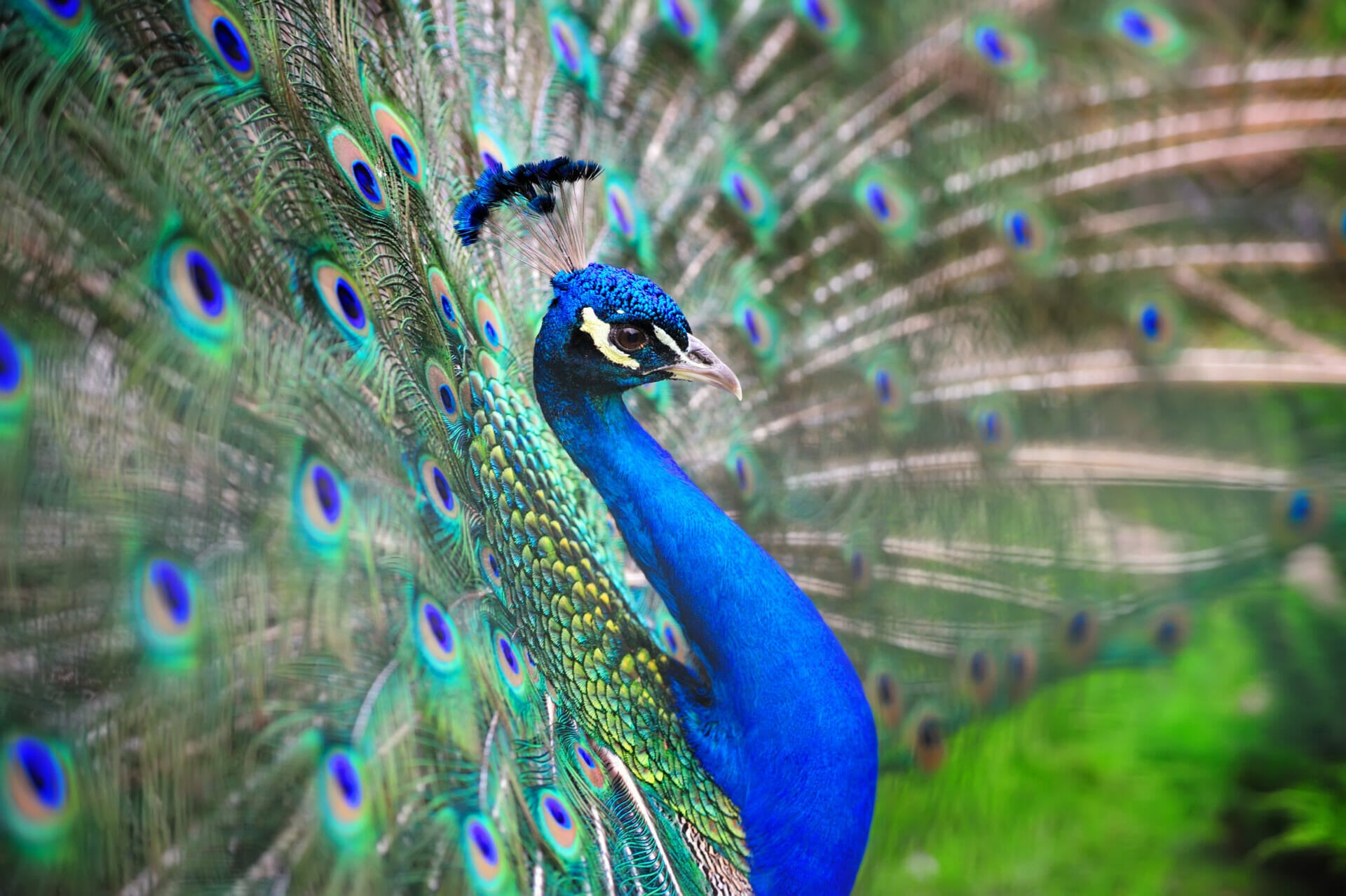 Die schönsten Tiere der Welt