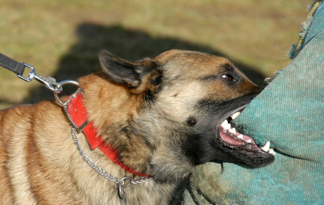 Warum Hunde Aggressionen zeigen