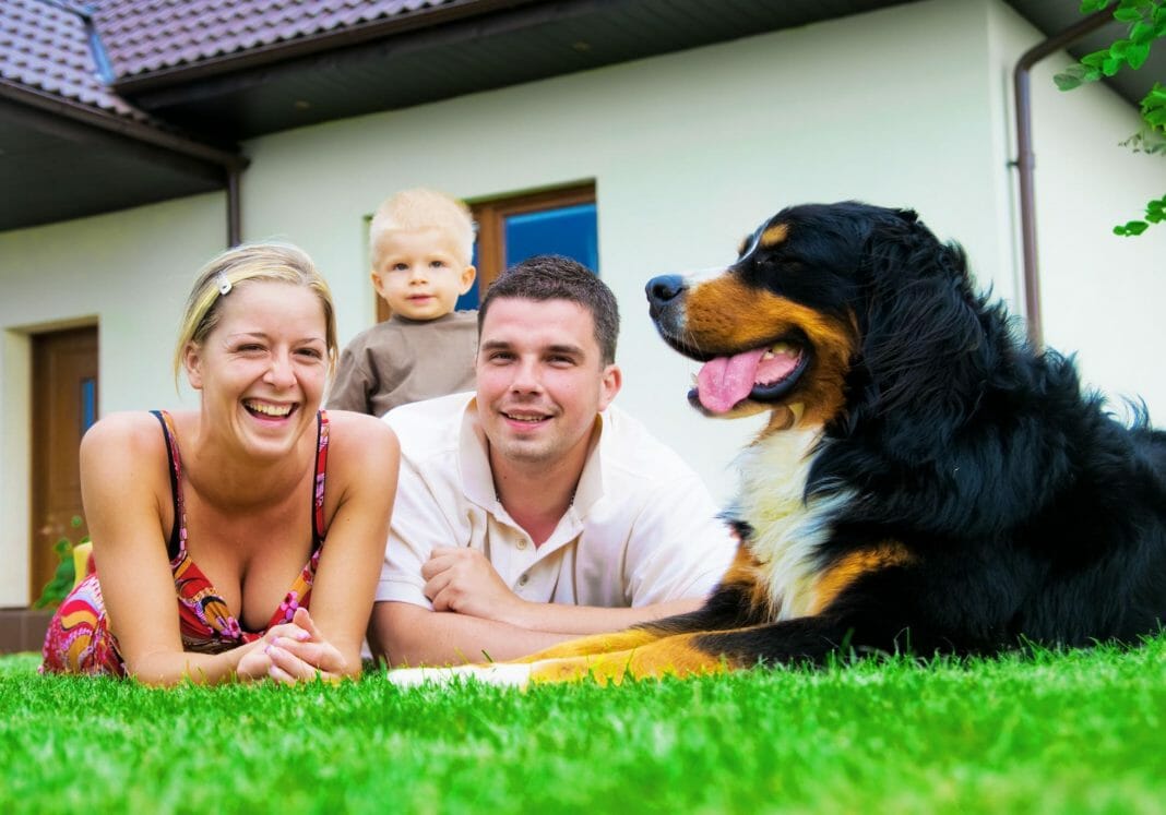 Der ideale Familienhund