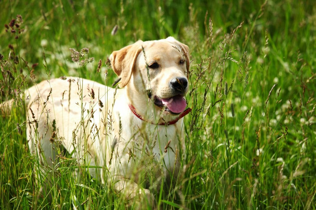 Was ist bei der Auswahl eines Labradors zu berücksichtigen?