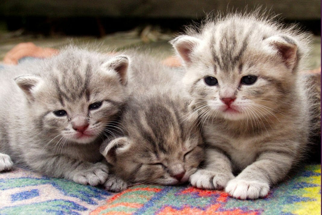 Katzengeschwister sind am friedfertigsten
