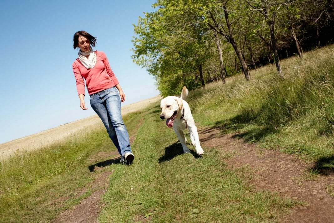 Labrador