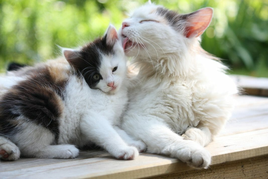 Katzengeschwister sind am friedfertigsten