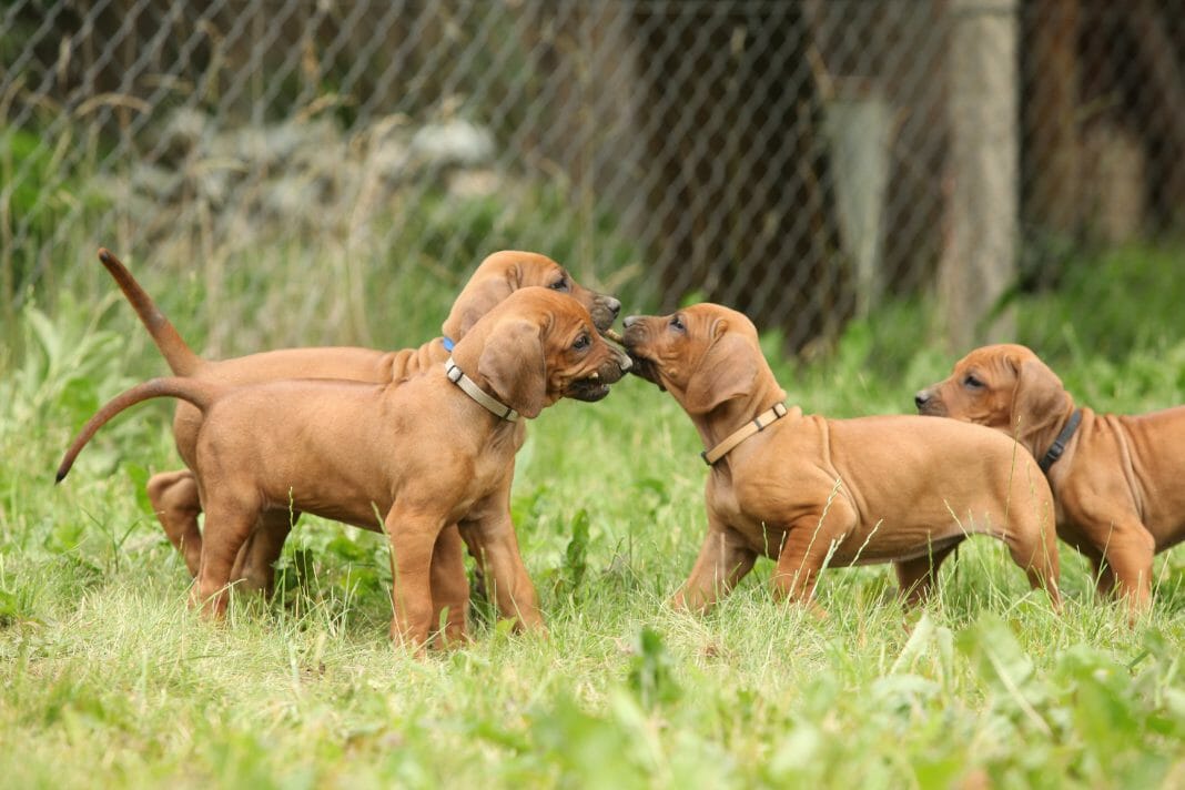 Hunde