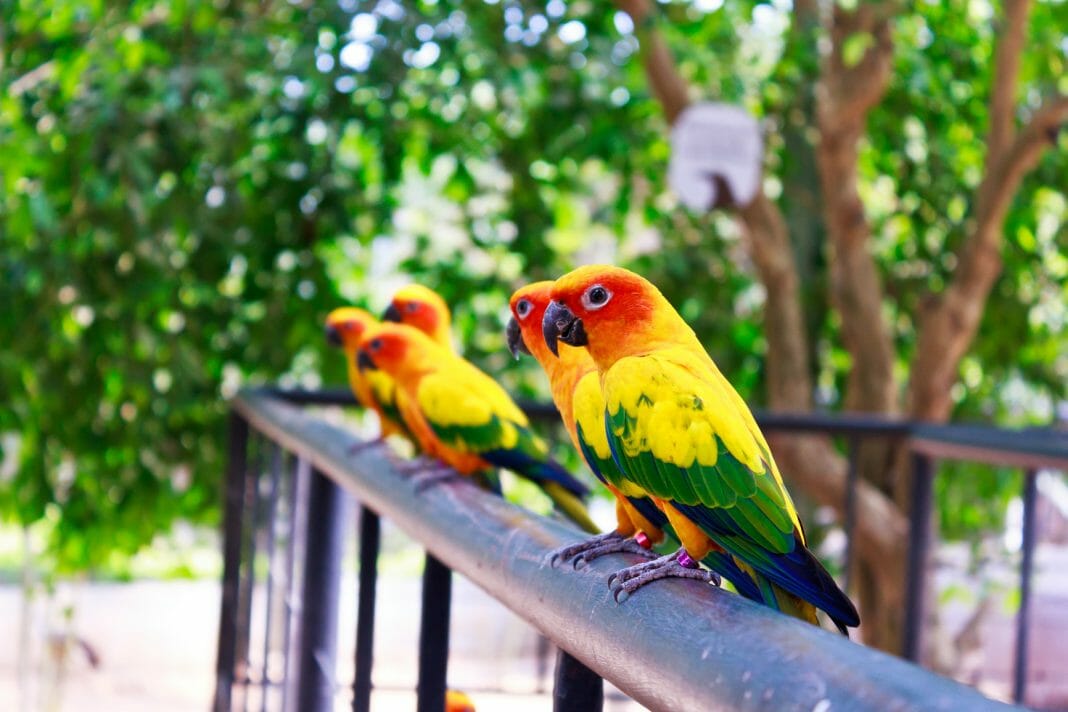 Welcher Vogel passt zu mir?