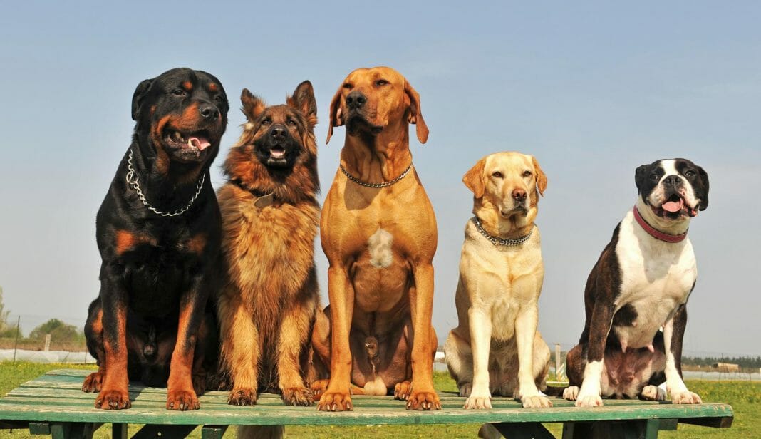 Ihr Hund ist nicht ungehorsam – er hat Sie nur nicht verstanden