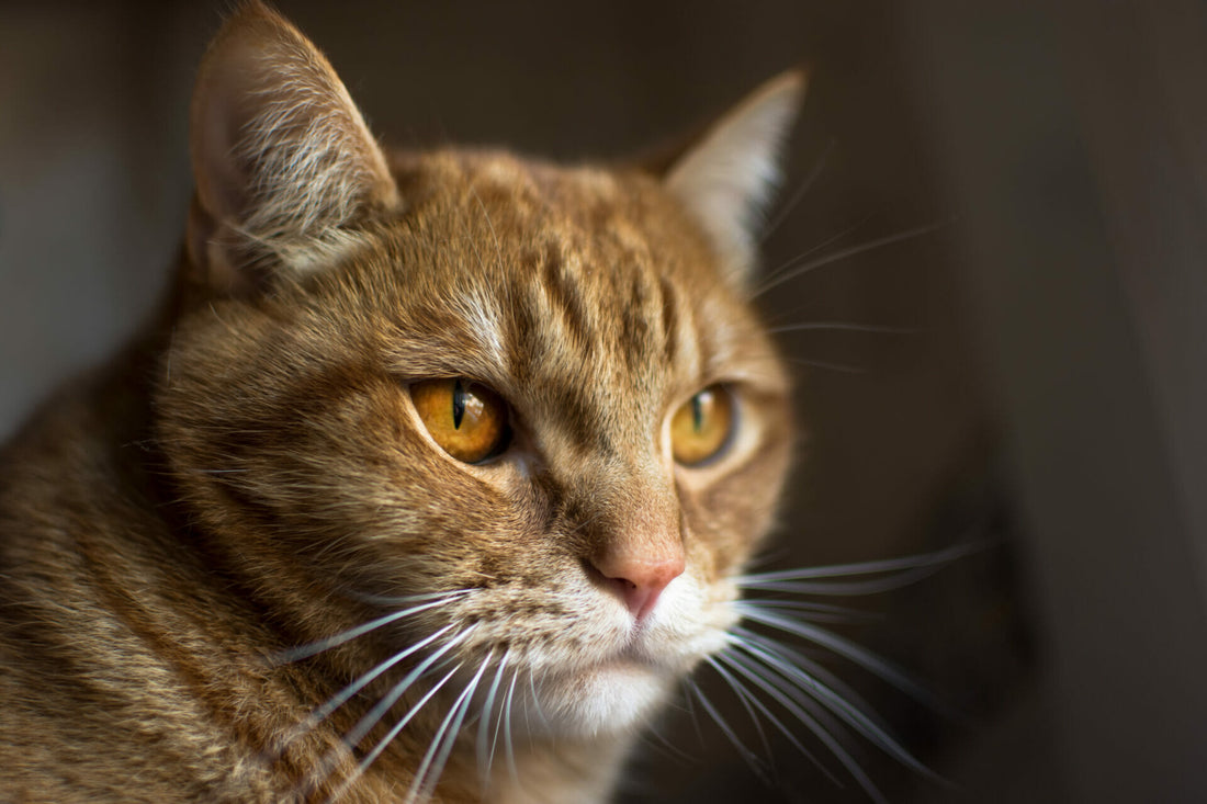 Katze