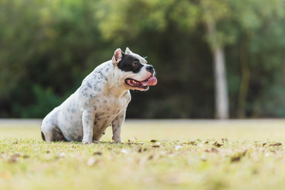 American Bully
