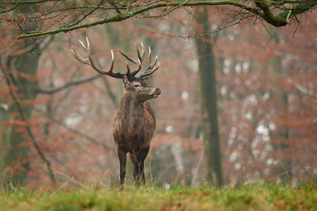 Die größten Wildtiere Deutschlands