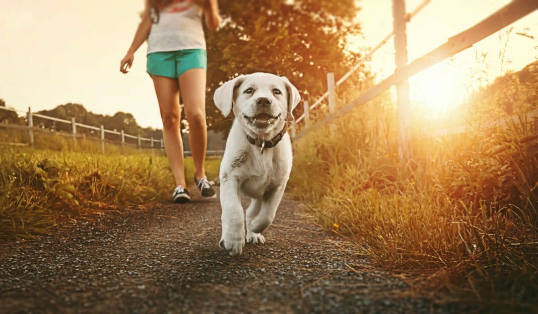 Mensch-Hund-Team: Vertrauen und Zusammenarbeit stärken