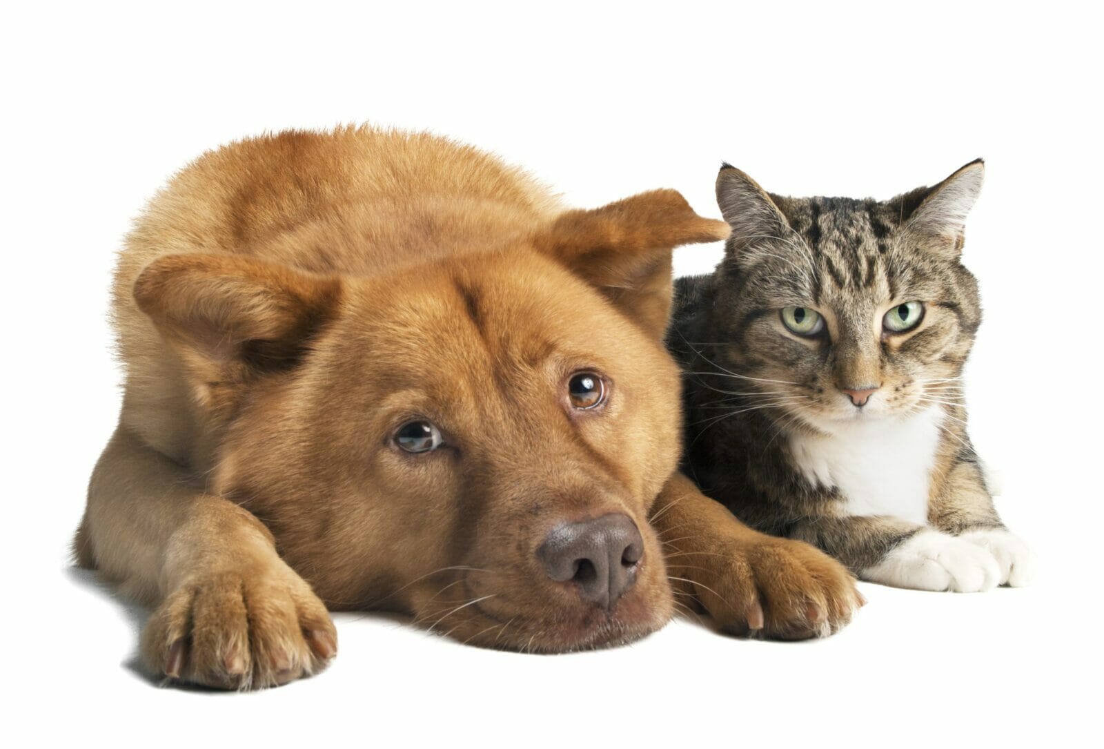 Hunde und Katzen aneinander gewöhnen