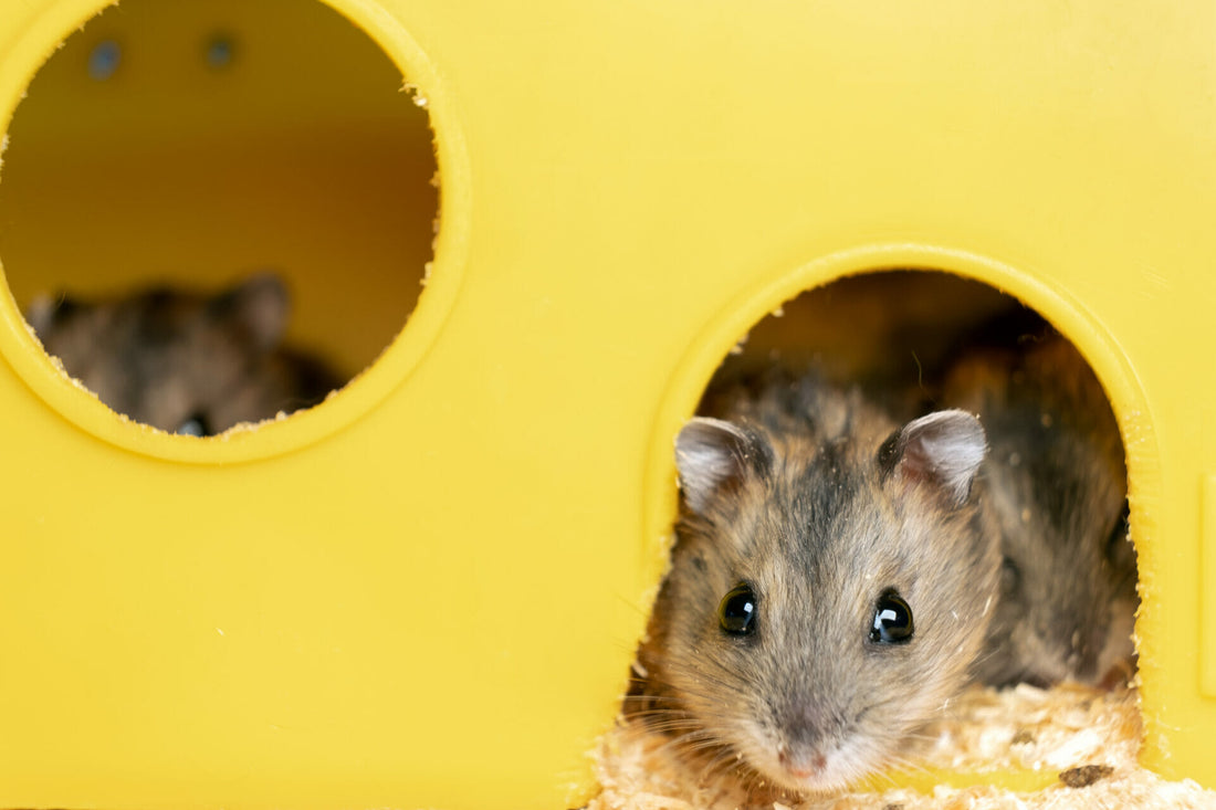 Hamsterratte