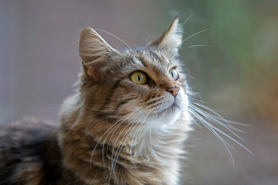 Deutsch Langhaarkatze