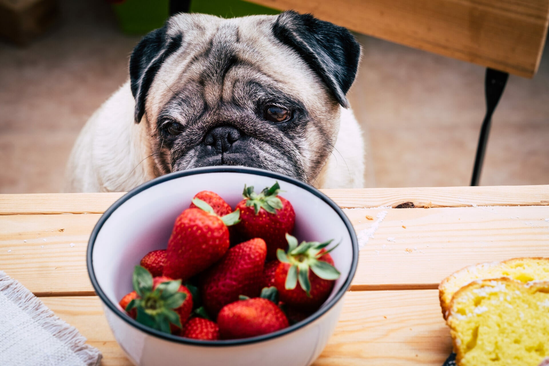 Hunde Erdbeeren