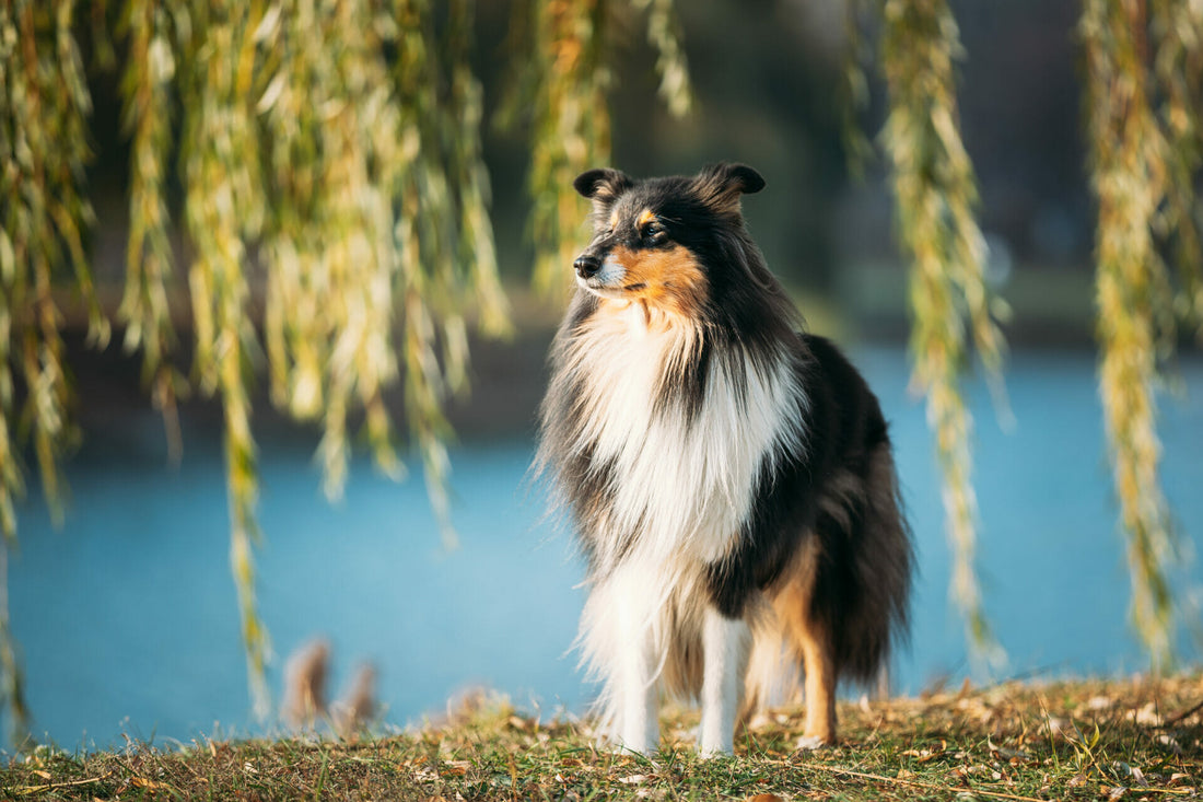 Berühmte Hunde