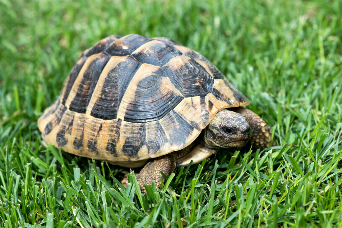 Schildkröten