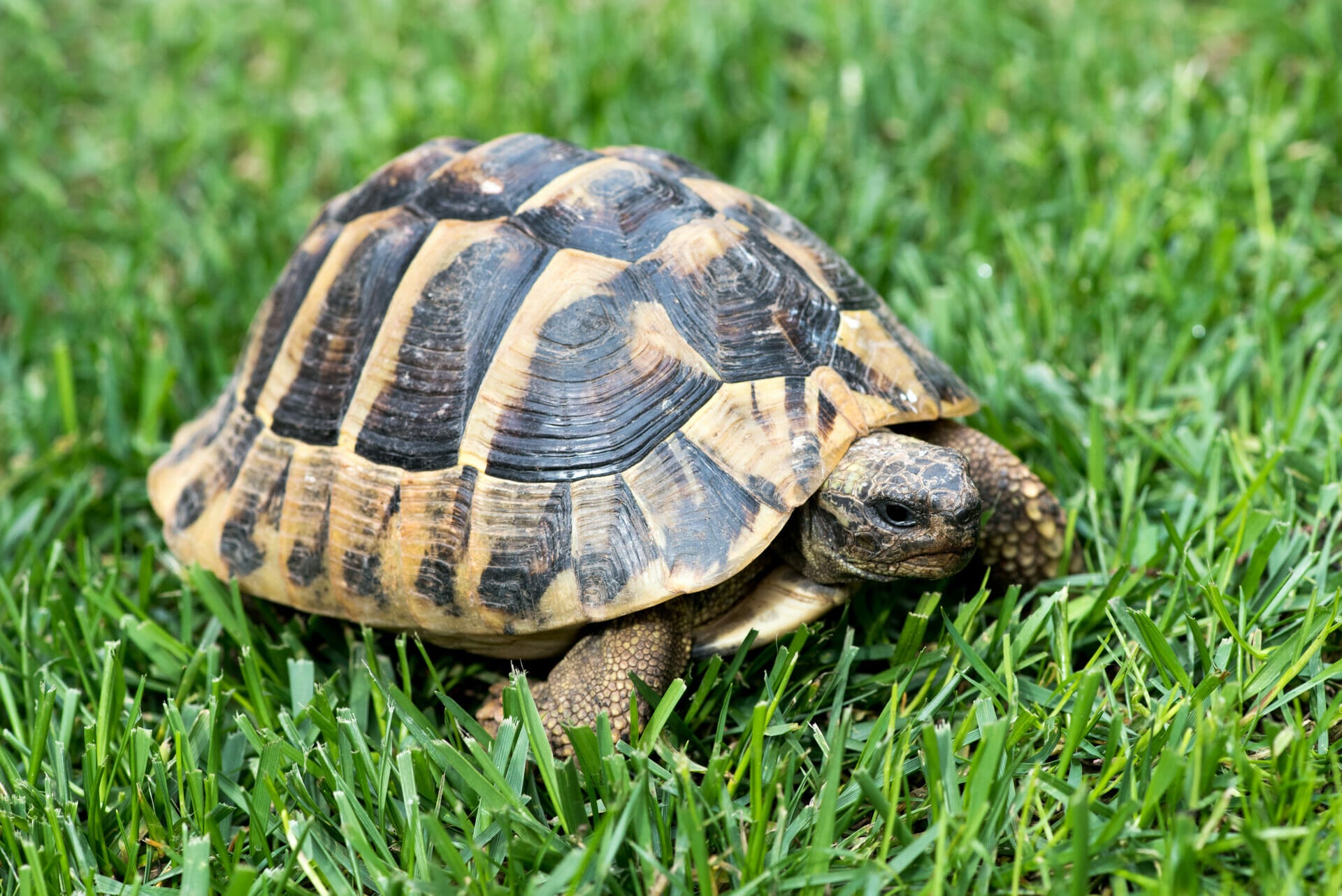 Schildkröten