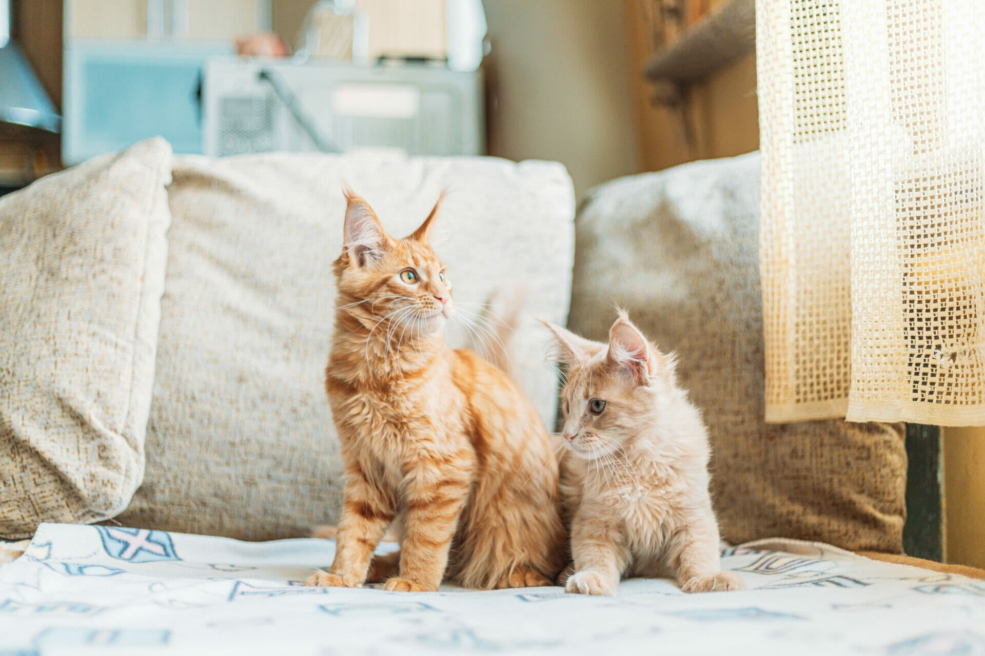 Katzen paaren lassen