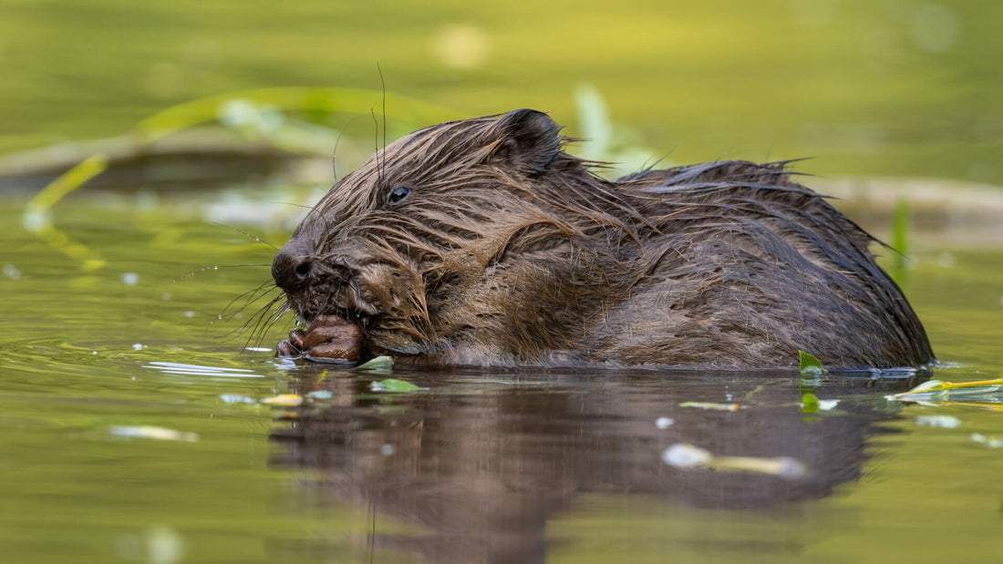 Nutria und Biber